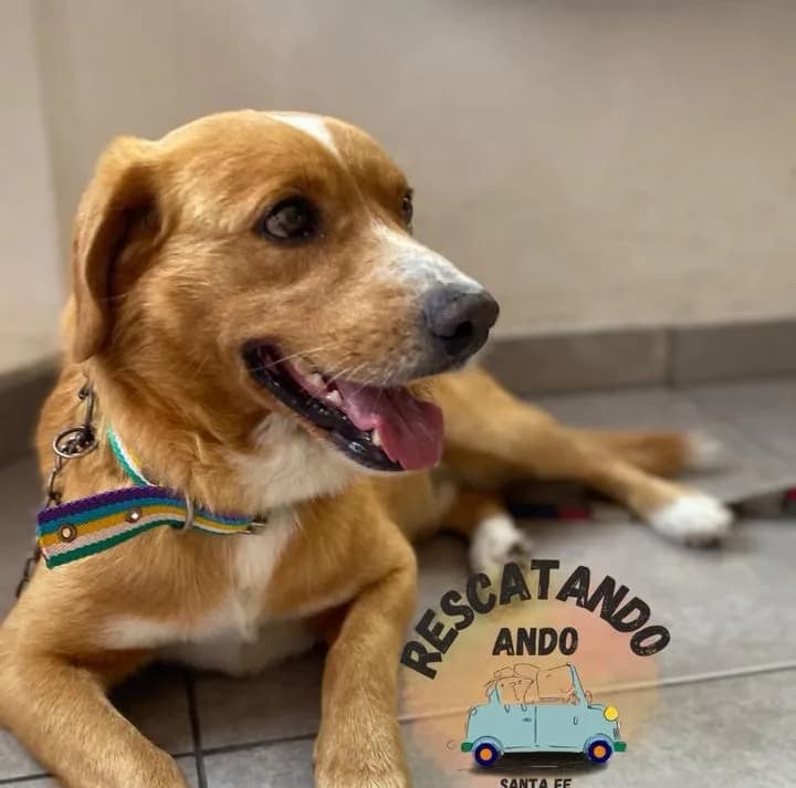 Chimuelo “Está muy bien” y busca una nueva familia – InfoTomé